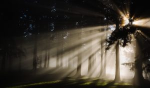 Bioforest promuove una cultura produttiva più sensibile all'ambiente.